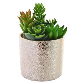 Planta Con Pote 9X9X16 Cm - Concepts