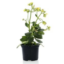 Planta Tropical Mp4 - Florasol
