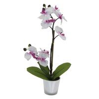 Orquídea Con Maceta - Z