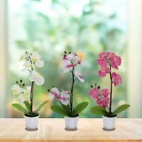 Orquídea Con Maceta - Z