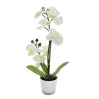 Orquídea Con Maceta - Z