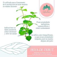 Té Para Lactancia 15 Sobres - Ixbulac