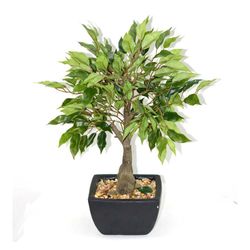 Ficus En Maceta