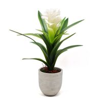 Piña En Maceta Grande