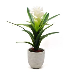 Piña En Maceta Grande