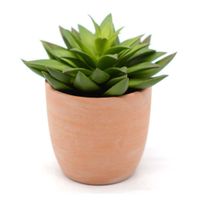 Suculenta En Maceta Mediana