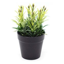 Rosemary En Maceta Grande