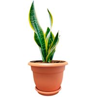 Maceta Plástica Terracota - Spartaplast Varios Tamaños
