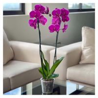 Orquidea-2-Tallos-Cemaco