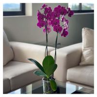 Orquidea-2-Tallos-Cemaco