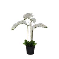 Orquídea Blanca En Maceta - Viva