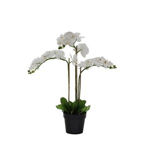 Orquídea Blanca En Maceta - Viva