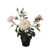 Rosa En Maceta - Viva