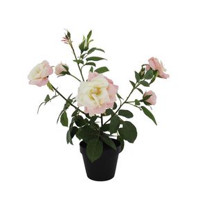 Rosa En Maceta - Viva