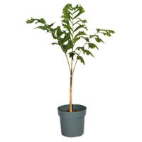 Maceta Con Planta Natural Tropical De Semi Sombra Presentaciones Surtidas - Florasol
