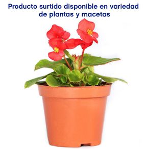 Maceta Planta Natural Fruto Flores Rojas Presentaciones Surtidas - Florasol