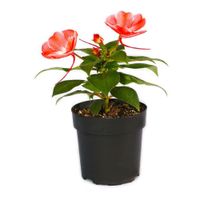 Maceta Planta Natural Fruto Flores Rojas Presentaciones Surtidas - Florasol