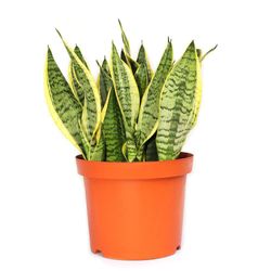 Maceta Con Planta Natural Lengua De Suegra De Sol Presentaciones Surtidas - Florasol
