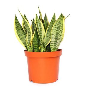 Maceta Con Planta Natural Lengua De Suegra De Sol Presentaciones Surtidas - Florasol