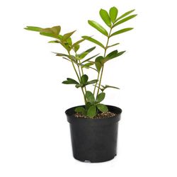 Maceta Con Planta Natural Tropical De Semi Sombra Presentaciones Surtidas - Florasol