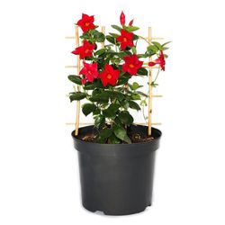 Maceta-Planta-Natural-Fruto-Flores-Rojas-Semi-Sombra-Presentaciones-Surtidas---Florasol