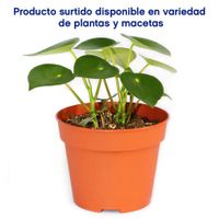Maceta Planta Natural Tropical De Semi Sombra Presentaciones Surtidas - Florasol