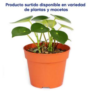 Maceta Planta Natural Tropical De Semi Sombra Presentaciones Surtidas - Florasol