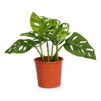 Maceta Planta Natural Tropical De Semi Sombra Presentaciones Surtidas - Florasol