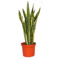 Maceta Con Planta Natural Lengua De Suegra De Sol - Florasol