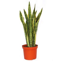 Maceta Con Planta Natural Lengua De Suegra De Sol - Florasol
