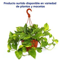 Maceta-Con-Planta-Natural-Tropical-De-Sol-Presentaciones-Surtidas---Florasol