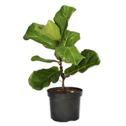 Maceta Con Planta Natural Tropical De Semi Sombra Presentaciones Surtidas - Florasol