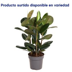 Maceta-Con-Planta-Natural-Tropical-De-Semi-Sombra-Presentaciones-Surtidas---Florasol