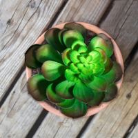Tallo Cactus 18 Cm - Concepts