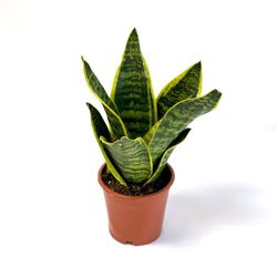 Planta-Natural-Sansevieria-Con-Maceta-30X20-Cm---Orquideas-Sym