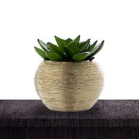 Planta Suculenta Con Pote 9X9X10 Cm - Concepts