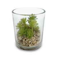 Florero Con Suculenta - Viva