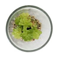Florero Con Suculenta - Viva