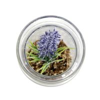 Maceta Con Flor Morada - Viva