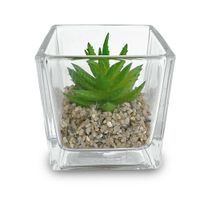 Florero Cuadrado Con Suculenta - Viva