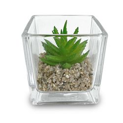 Florero Cuadrado Con Suculenta - Viva