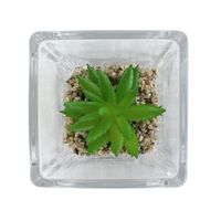 Florero Cuadrado Con Suculenta - Viva