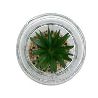 Florero Con Suculenta - Viva