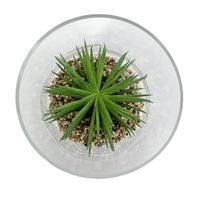Florero Tipo Copa Con Suculenta - Viva