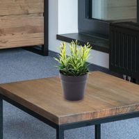 Rosemary en Maceta Grande
