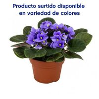 Canasta Colgante Grande Plantas Vivas Colores Surtidos - Florasol