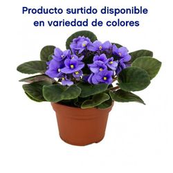 Canasta Colgante Grande Plantas Vivas Colores Surtidos - Florasol