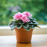 Canasta Colgante Grande Plantas Vivas Colores Surtidos - Florasol