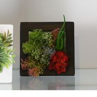 Pote De Plantas Surtidas 15 X 15 X 7 Cm - Concepts