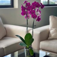 Orquidea-2-Tallos-Cemaco